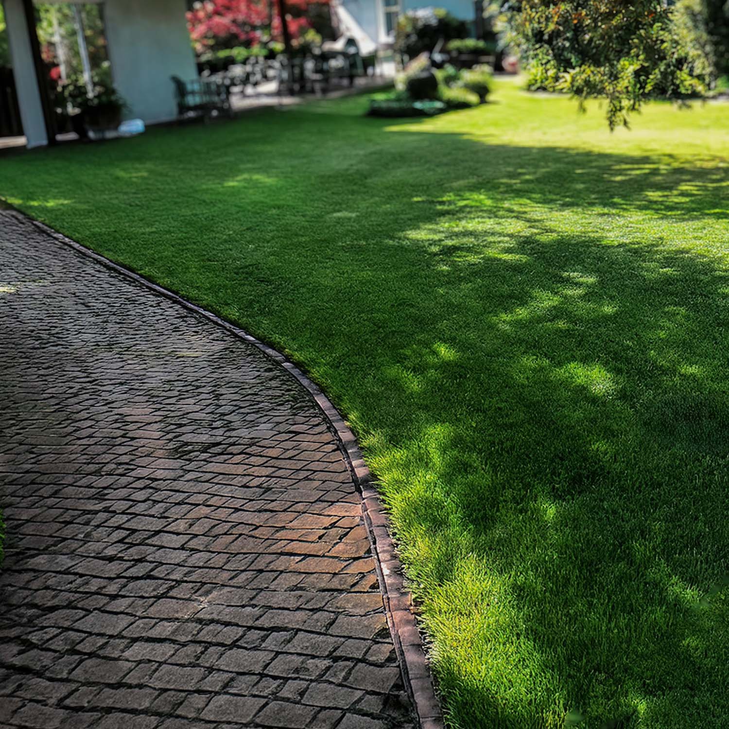 Schattenrasen Rasensamen