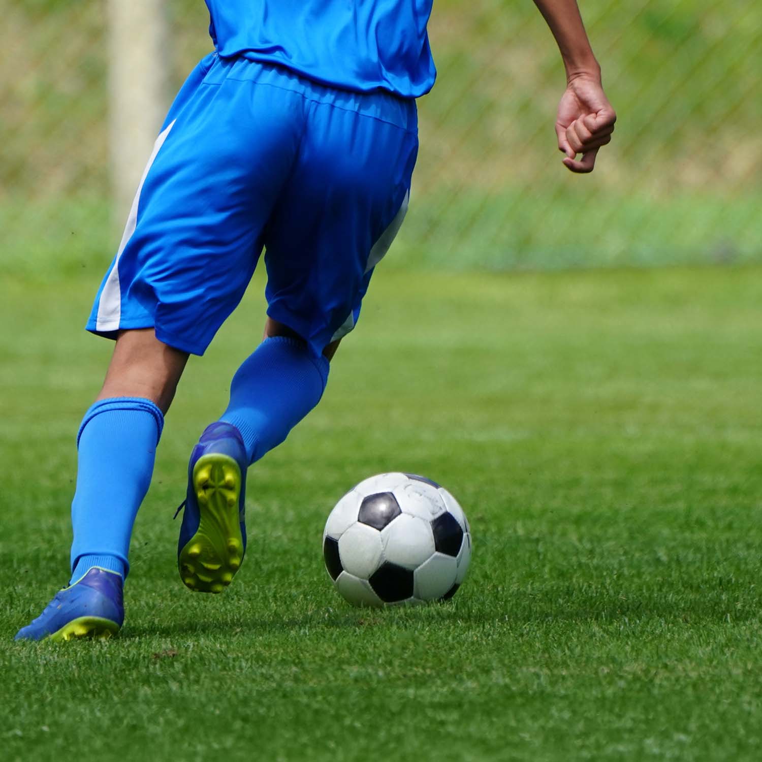 Sportrasen Rasensamen